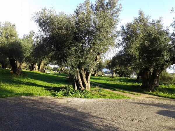 Athena Studios Vasilikí Oda fotoğraf